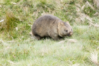 wombats-3
