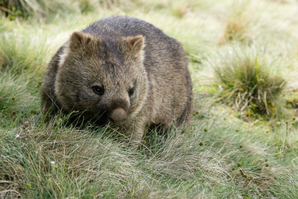 wombats-8