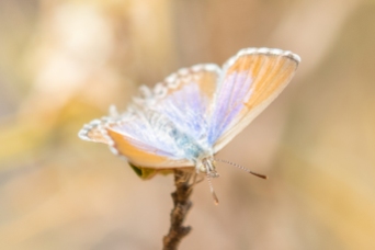 Turquiose Jewel Butterfly, Alice Springs