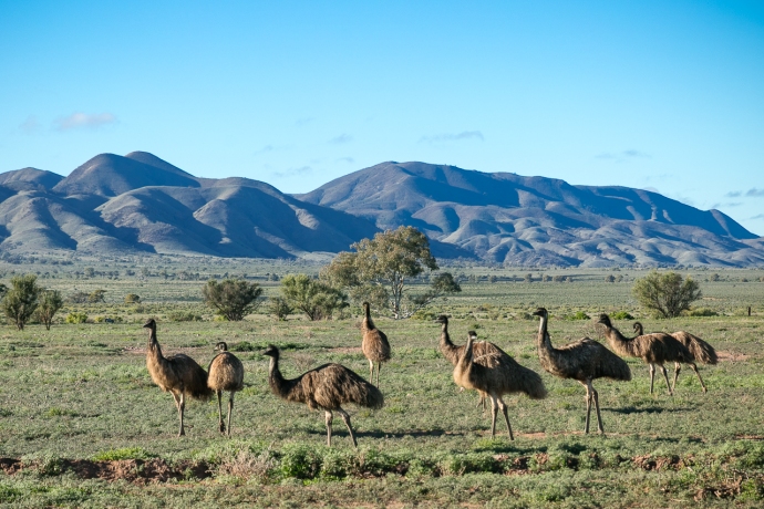 Wild Emus, Flinders Ranges